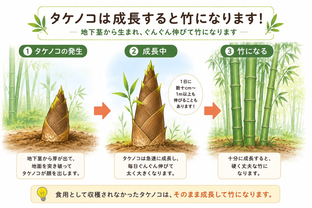 竹の子と筍の違い